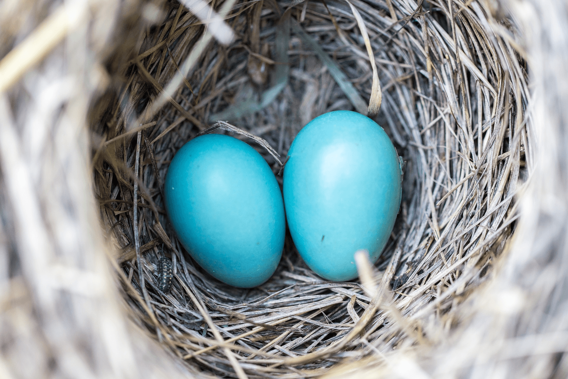 Divorce Terminology What is BirdNesting?
